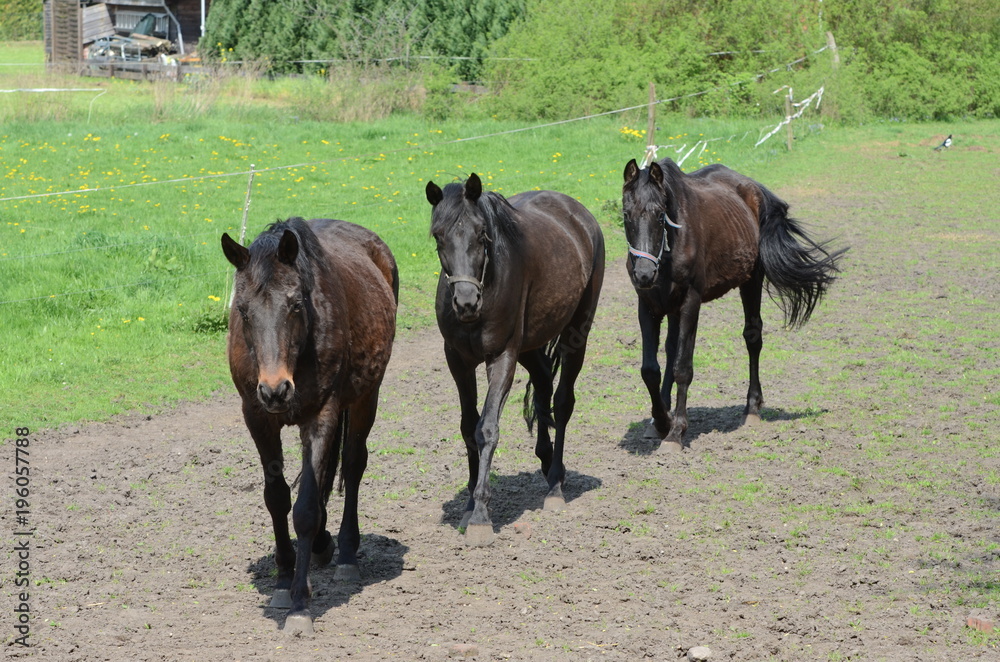 Trakehner