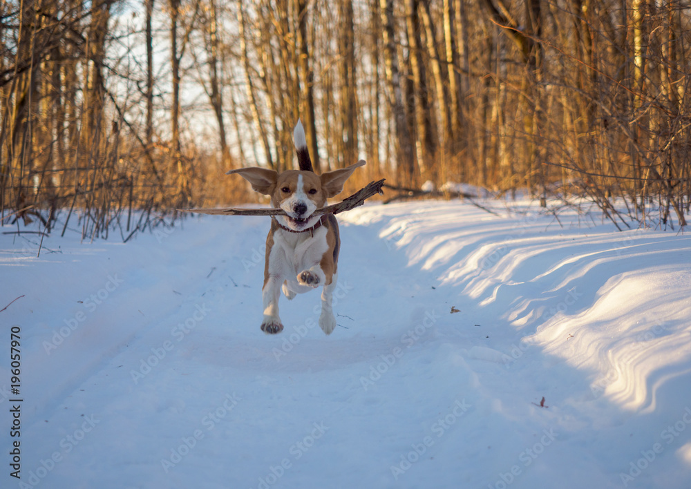 Beagle running around and playing with the winter forest Beagle running around and playing with the winter forest