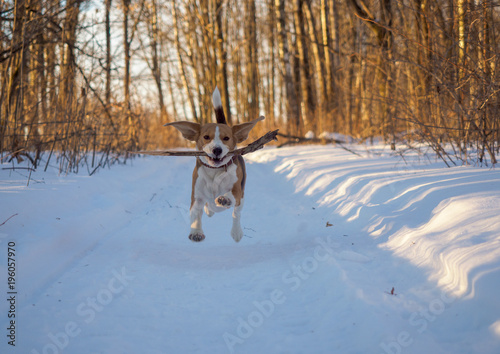 Fototapeta Naklejka Na Ścianę i Meble -  Beagle running around and playing with the winter forest