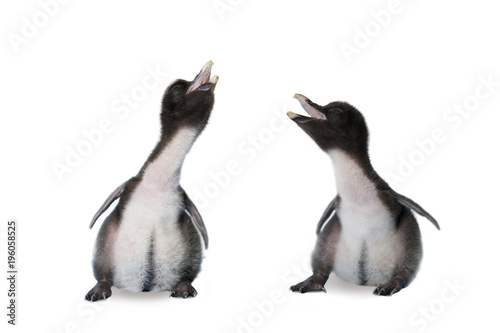 Twin baby rockhopper penguins on a white background. photo