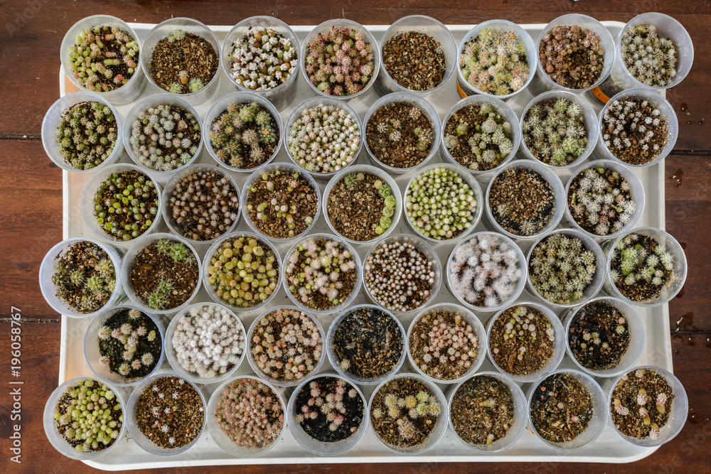 pattern of Cactus seedling in plastic pots. pattern of Cactus seedling in plastic pots.