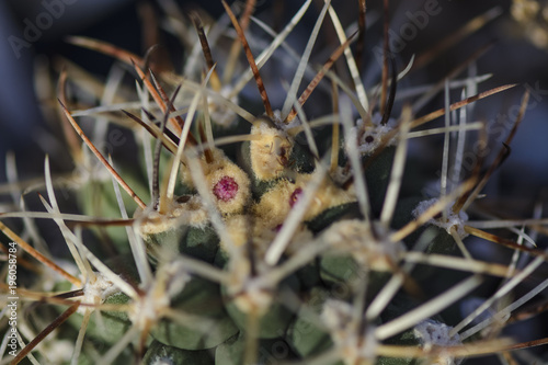 close up of a pink bud of a cactus Sclerocactus glaucus with a ant eating nectar of the plant.