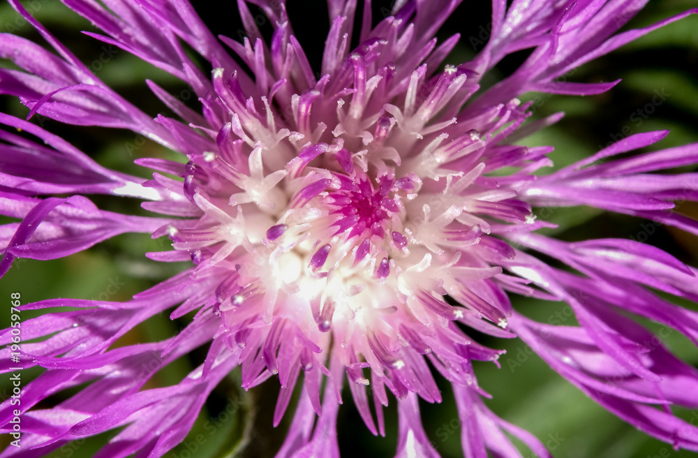 Super Macro World Super Macro World