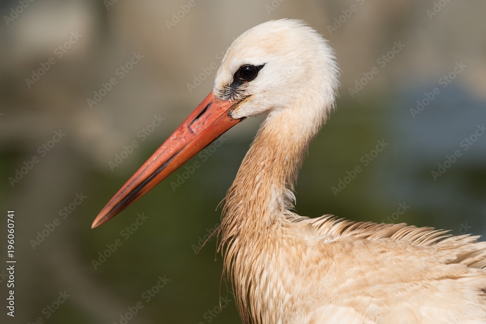 Fototapeta premium White stork close up
