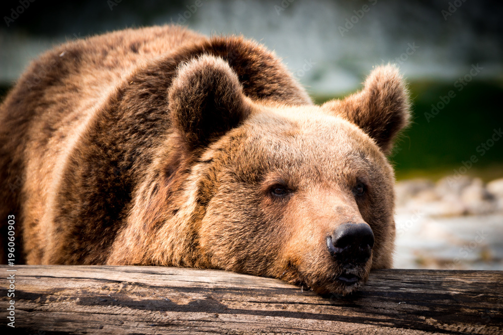 Fototapeta premium Bär beim chillen