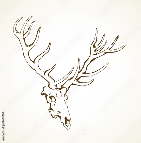 Skull of deer. Vector drawing