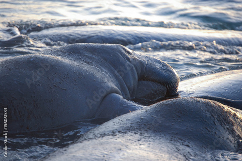Manatee