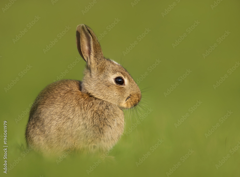 Fototapeta premium Portrait of a young little rabbit in the meadow