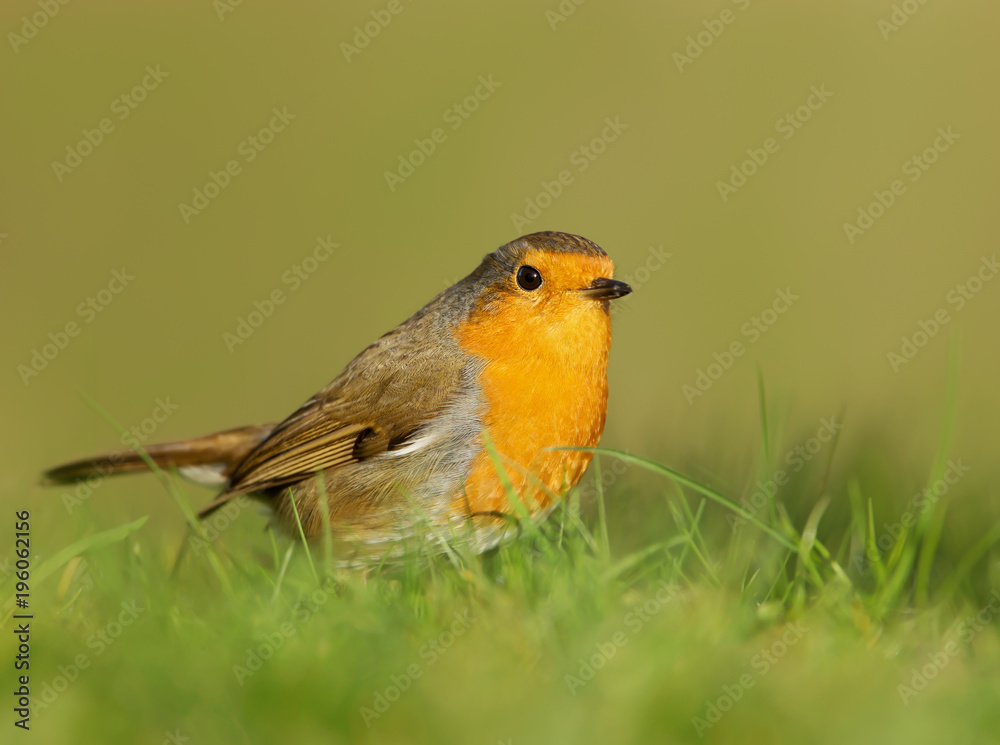 Close up of European Robin standing in the meadow grass Close up of European Robin standing in the meadow grass