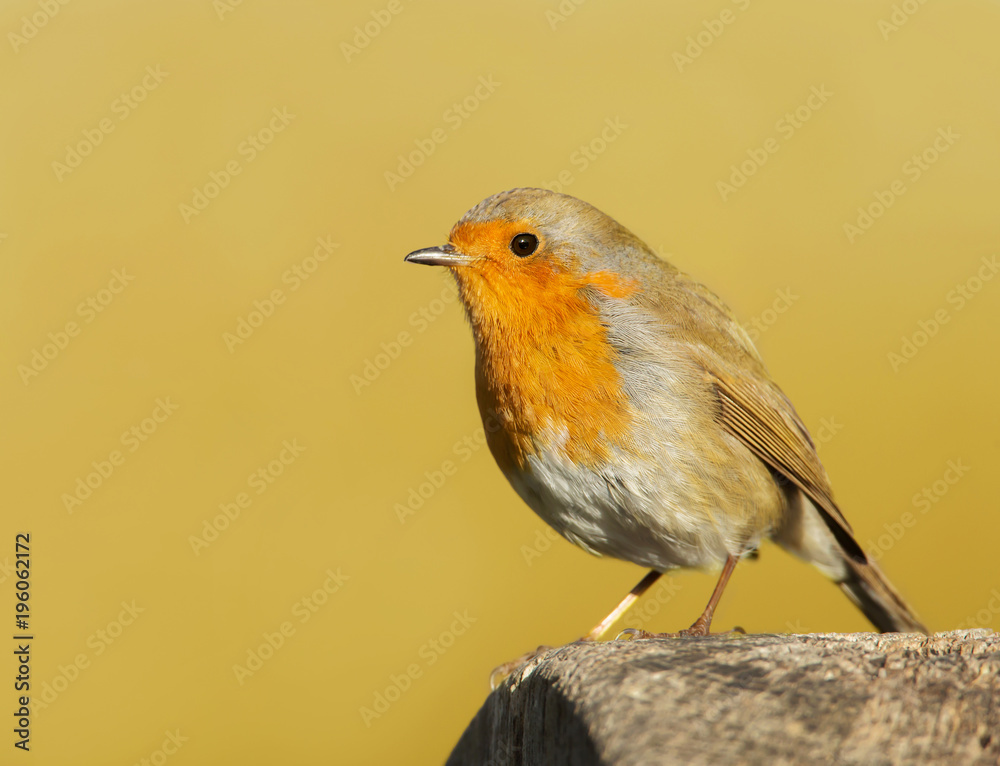 Fototapeta premium Garden bird European Robin perching on a post