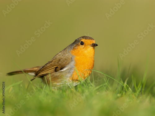 Close up of European Robin standing in the meadow grass