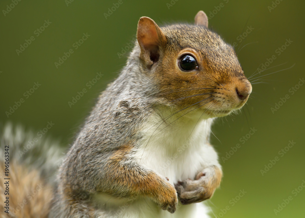 Close up of a cute and curious grey squirrel Close up of a cute and curious grey squirrel