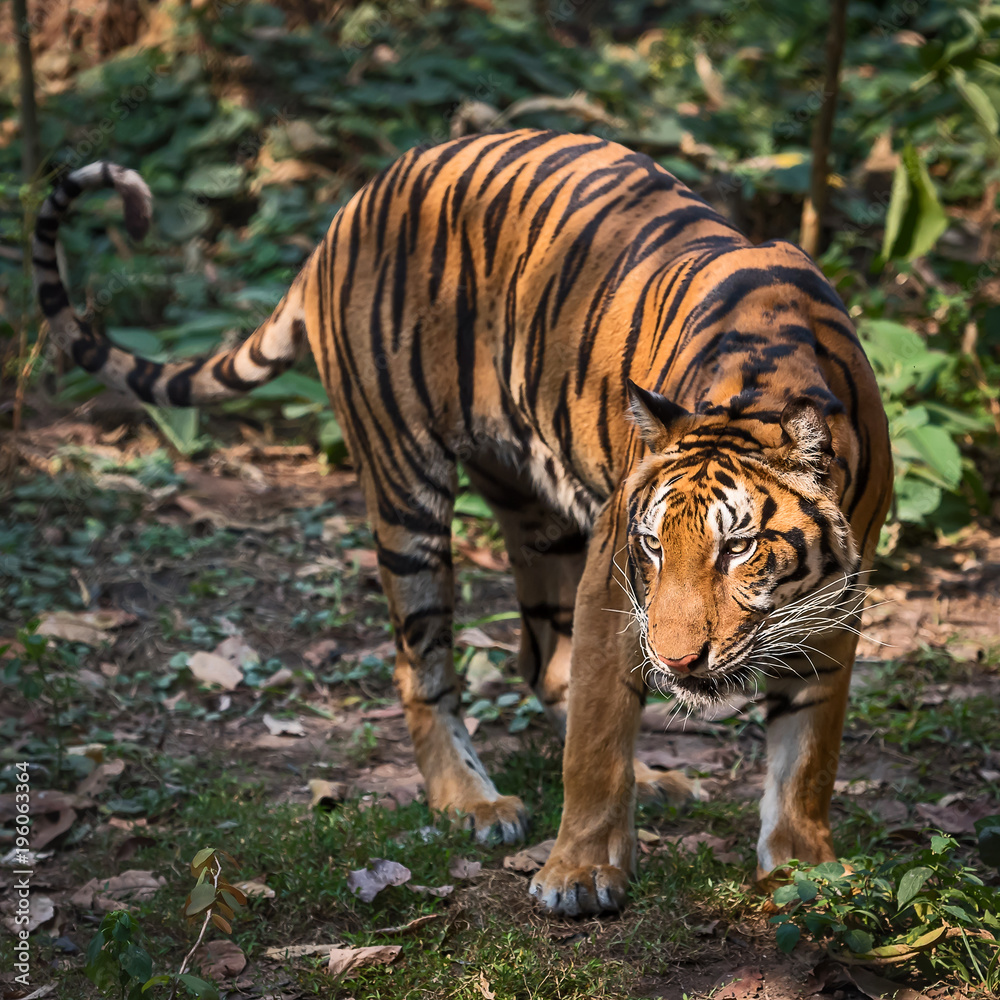Fototapeta premium Close up tiger.
