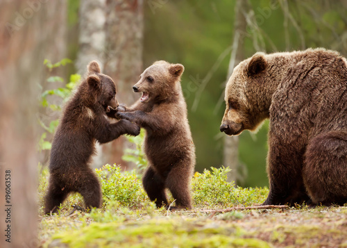 Eurasian brown bear female and her playful cubs