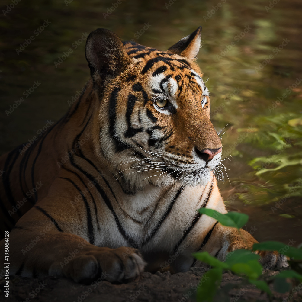 Fototapeta premium Close up tiger.