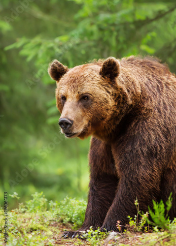 Eurasian brown bear male in boreal forest © giedriius