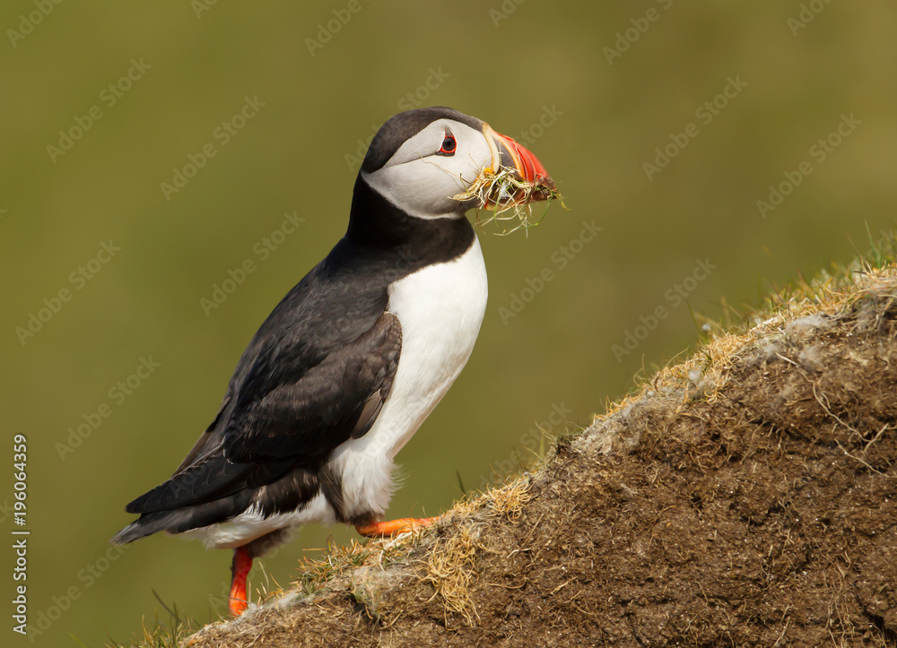 Atlantic puffin with nesting material in the beak Atlantic puffin with nesting material in the beak