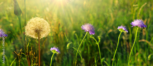 Fototapeta Naklejka Na Ścianę i Meble -  Spring flowers and dandelion in sunlight.