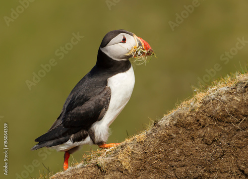 Atlantic puffin with nesting material in the beak © giedriius