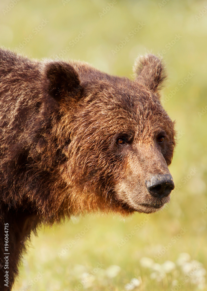 Portrait of a dominant brown bear male