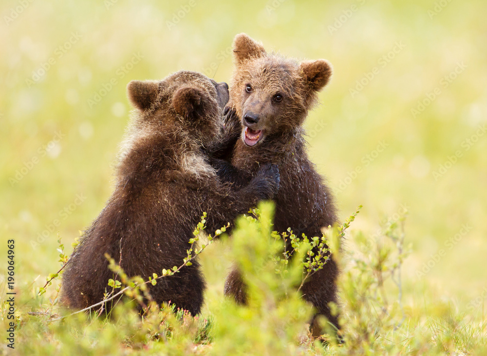 Two cute Eurasian brown bear cubs play-fighting Two cute Eurasian brown bear cubs play-fighting