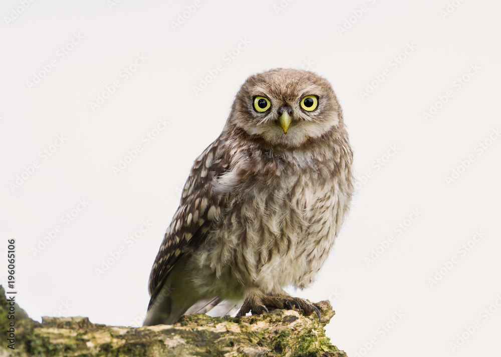 Naklejka premium Close-up of a Little owl perching on a log