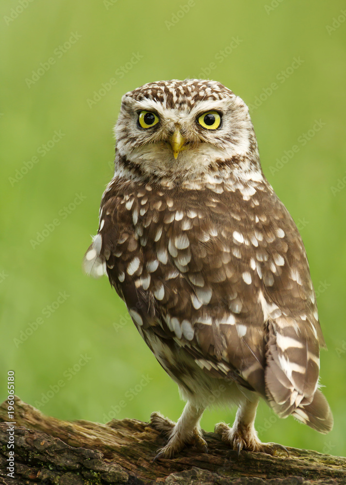 Close-up of a Little owl perching on a log Close-up of a Little owl perching on a log