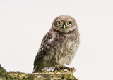 Close-up of a Little owl perching on a log