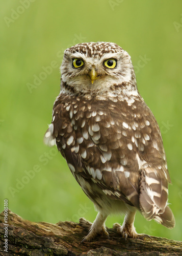 Close-up of a Little owl perching on a log