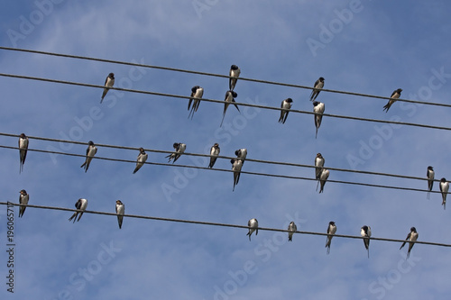 Many swallows sitting on the wires. Barn swallow (Hirundo rustica).