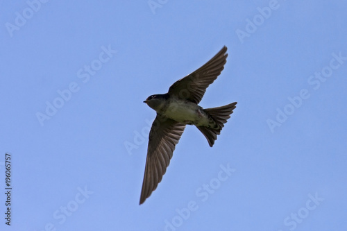 Flying common house martin  Delichon urbicum 