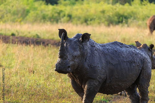 Rhinocéros blanc photo