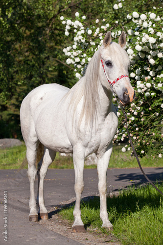 Portrait of nice arabian horse © lenkadan