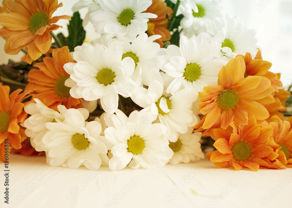 White and orange flowers of a chrysanthemum close up. Spring flower background