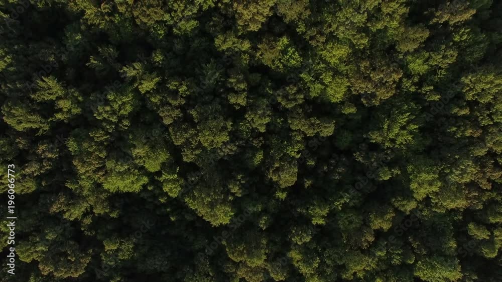 Birds Eye View Low Over Forest Birds Eye View Low Over Forest
