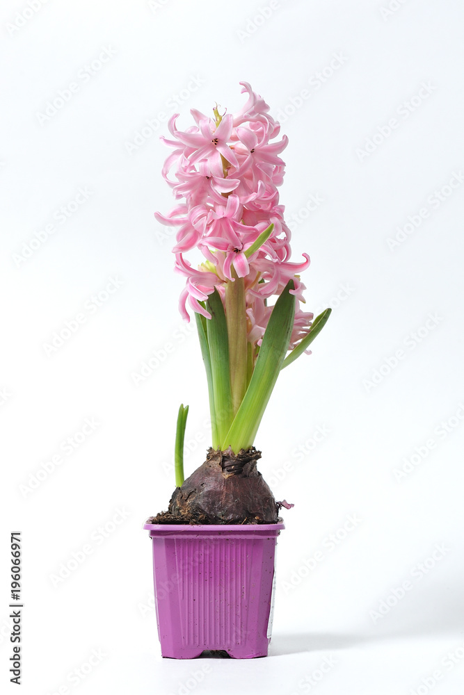 Beautiful and fresh hyacinth of pink color in a pot on a white background