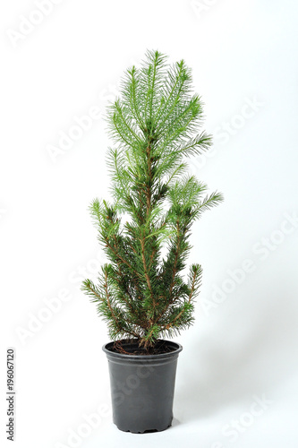 A beautiful and small spruce in a pot, new branches have grown. Small coniferous tree