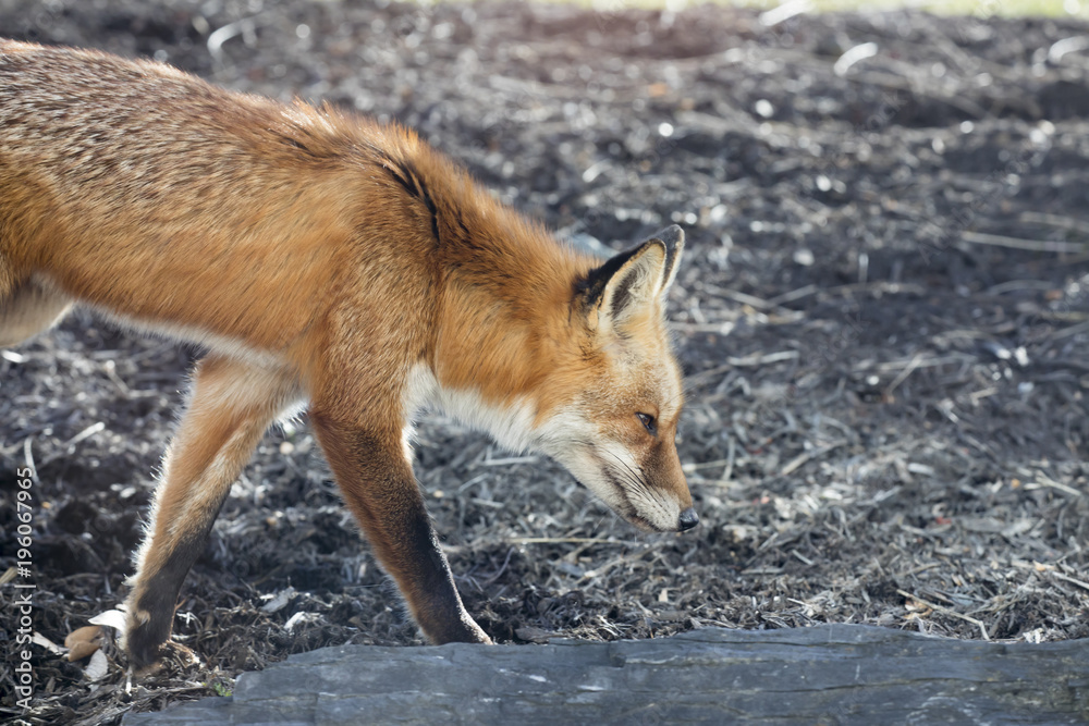 Fototapeta premium Walking red fox profile