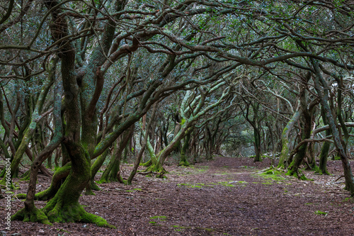 A path through the enchanted forest on the 