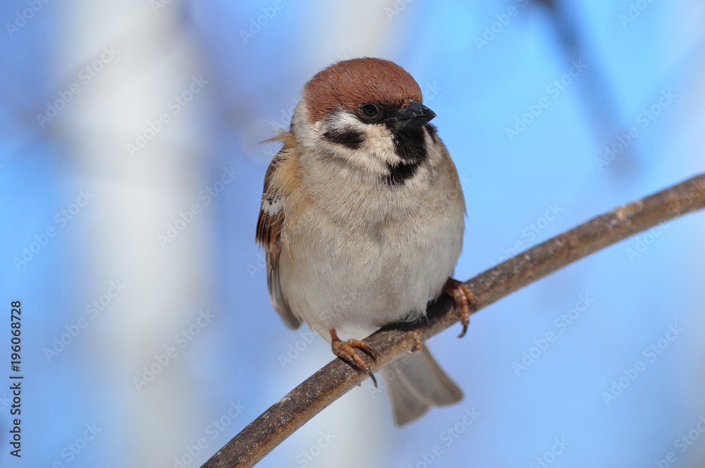 Naklejka premium Eurasian tree sparrow sits on a thin branch very close.