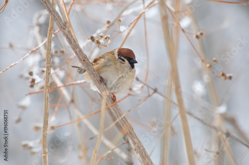 Eurasian tree sparrow sits in the thickets of the bush (gently watercolor background).