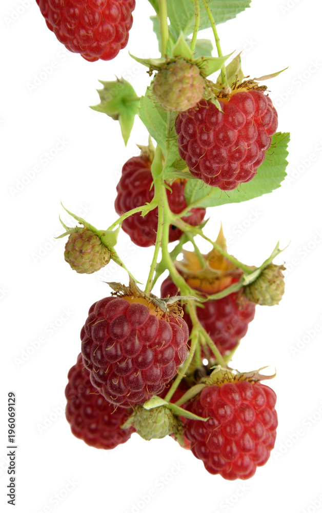 Red delicious organic raspberry. Isolated. Branch with berries. Close-up. Red delicious organic raspberry. Isolated. Branch with berries. Close-up.