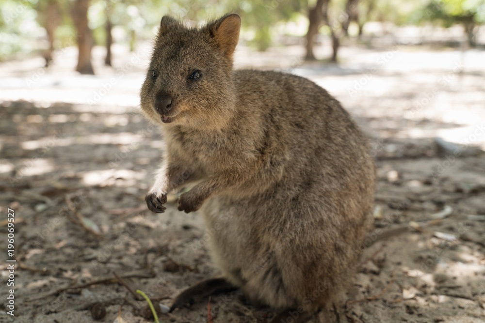 Quokka, Setonix brachyurus, image was taken on Rottnest Island, Western Australia