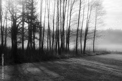  spring trees against the background of a green, wet meadow with rays of the rising sun piercing through it