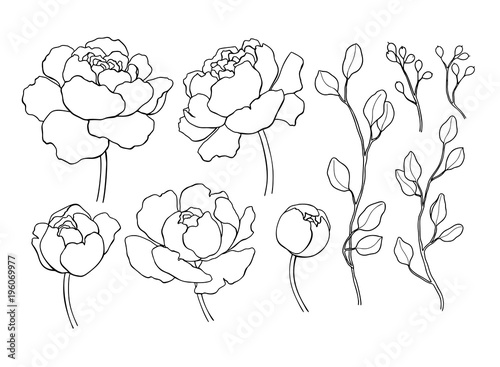 Peony flower and leaves line drawing. Vector hand drawn outline 