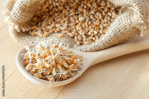 Wooden spoon of sprouted wheat seeds and sack of grains, nutrition healthy food.