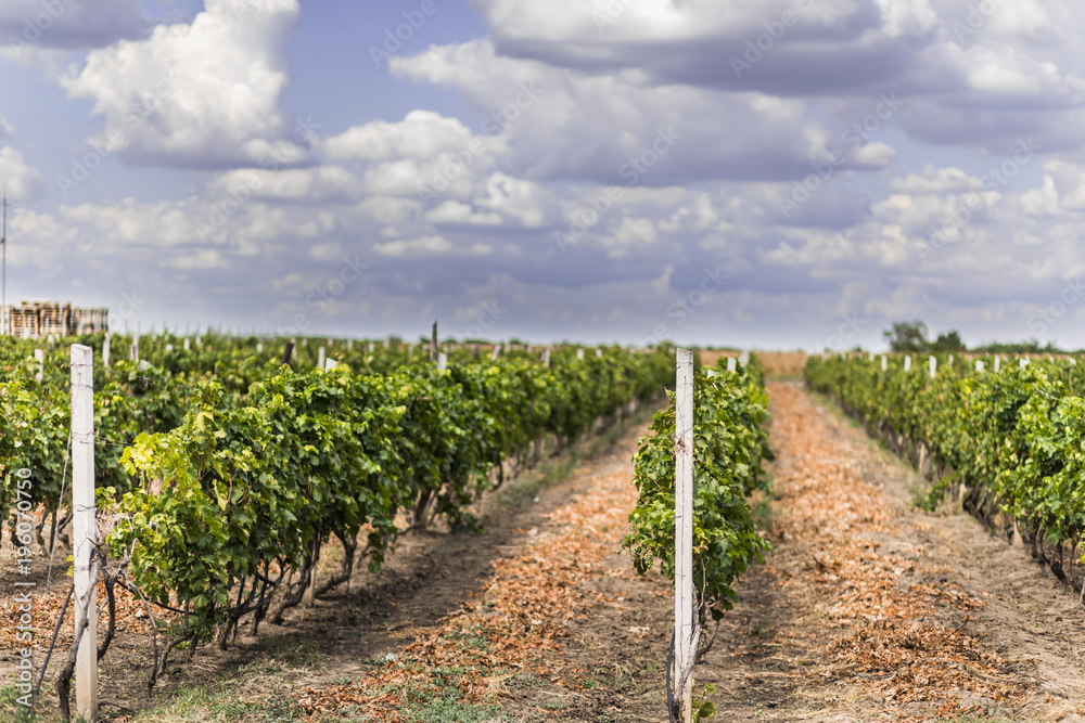 Photo of a vineyard landscape.