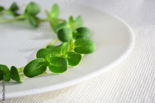 green fresh sunflower sprouts - concept for healthy nutrition, closeup