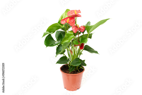Red anthurium in brown plastic pot isolated on white background photo