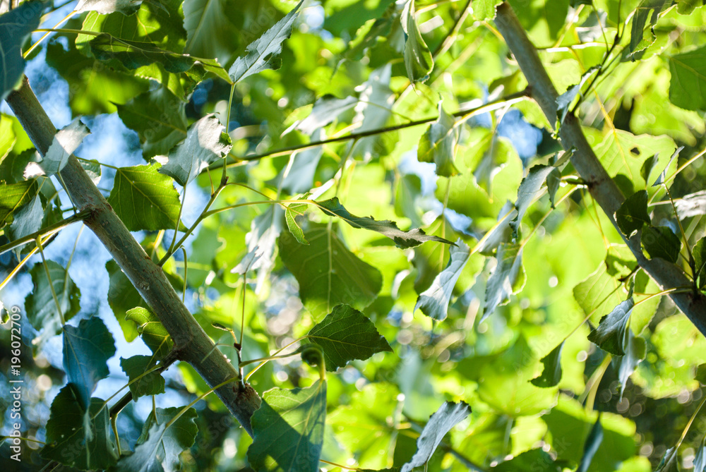 Baum mit Ästen und frischen grünen Blättern